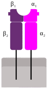 Schematische Darstellung eines MHC-Klasse-2-Moleküls, bestehend aus je 2 extrazellulären Alpha- und Beta-Ketten. 